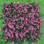 Dekorativno zelenilo Floresta 50x50 cm zidni panel s vještačkim biljkama UV otporan