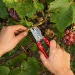 Voćarske makaze za profesionalno održavanje voćnjaka, vinograda i ukrasnog bilja
