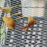 Mreža za Ventilaciju Pocinčana 1m MET - Image 2